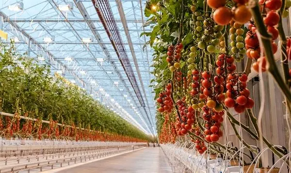 382 هکتار گلخانه با حمایت بانک کشاورزی در 9 ماهه سال جاری احداث شد