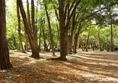 درختان جدید جایگزین درختان خشک می شوند