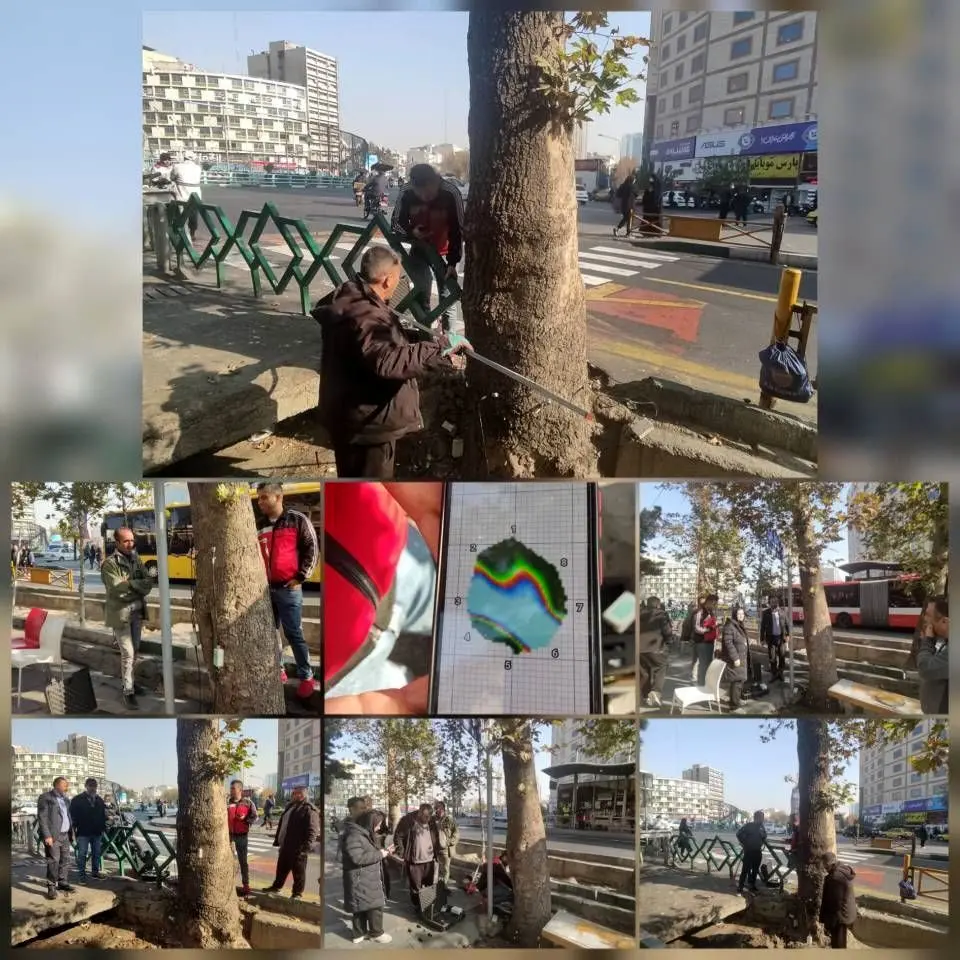 اسکن درختان در طولانی ترین خیابان تهران