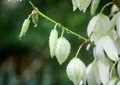 ورود دو سامانه بارشی به کشور طی هفته جاری