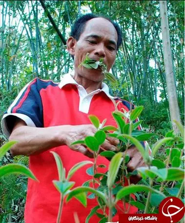 مردی که برای درمان علف خواری کرد+عکس