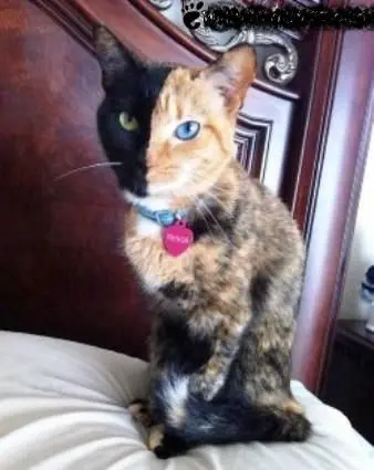 گربه ای با چشمان و موهای دو رنگ! +عکس