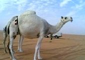 سانحه تصادف مینی بوس حامل دانش آموزان +عکس