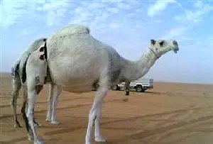 صحنه قربانی کردن یک شتر در روز عید قربان +عکس
