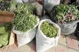 گیاهان دارویی، فرصت رسیدن به اقتصاد سبز است
