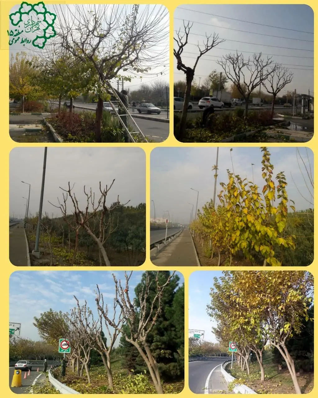 اجرای هرس پاییزی درخت و درختچه های منطقه 15

