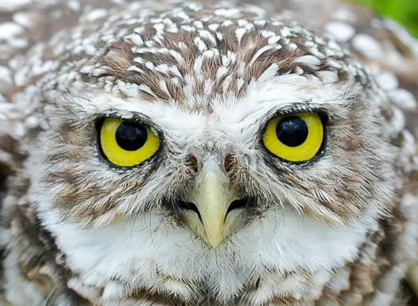 استتار عجیب و جالب این حیوان در طبیعت! +عکس