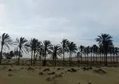 پیش‌بینی افزایش ۵۰ درصدی گردشگران در خراسان‌رضوی