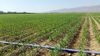 ۶۵ هزار و ۵۰۰ هکتار از اراضی کشاورزی استان مرکزی زیر کشت بهاره رفت