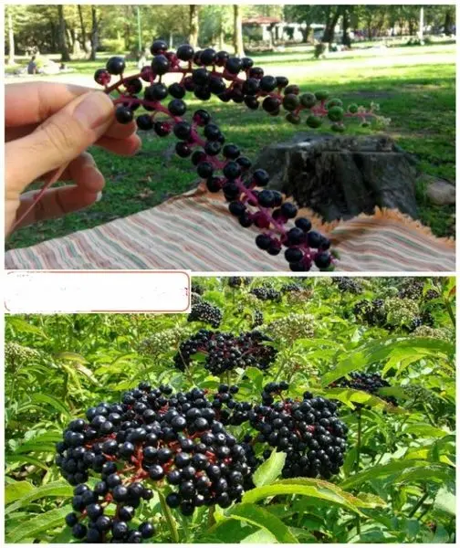 اگر به شمال می روید این گیاه را نخورید+عکس