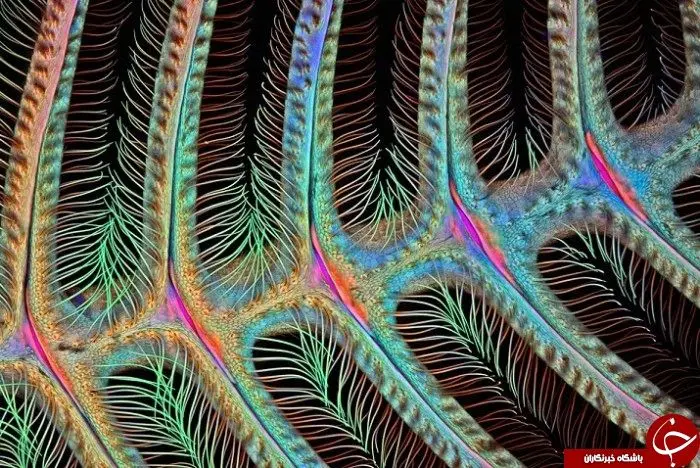 
شگفت انگیزترین عکس های جهان + عکس
