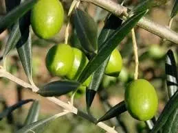 گام بلند بنیاد مستضعفان برای خودکفایی در صنعت روغن