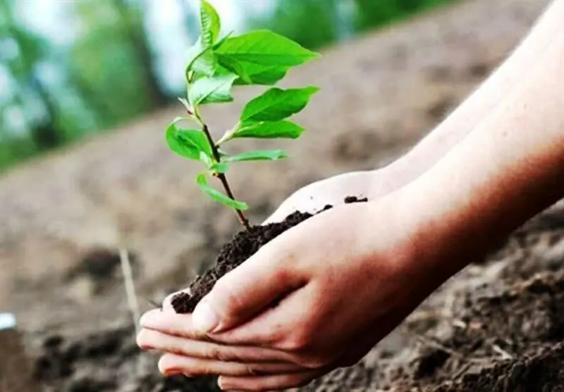 توزیع نهال رایگان در بوستان های منطقه سه تهران

