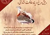 پرتوسنجی با پرنده هدایت‌پذیر توسط همراه اول