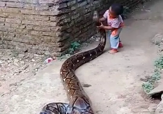 بازی یک کودک با مار غول پیکر! + عکس