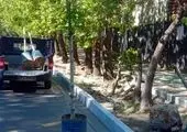 درختان بن‌بالا به خیابان ولیعصر عج؛ آمدند