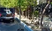 درختان بن‌بالا به خیابان ولیعصر عج؛ آمدند