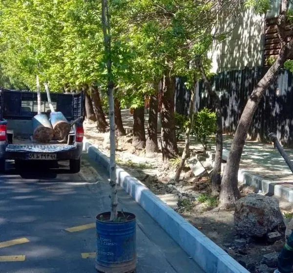 درختان بن‌بالا به خیابان ولیعصر عج؛ آمدند