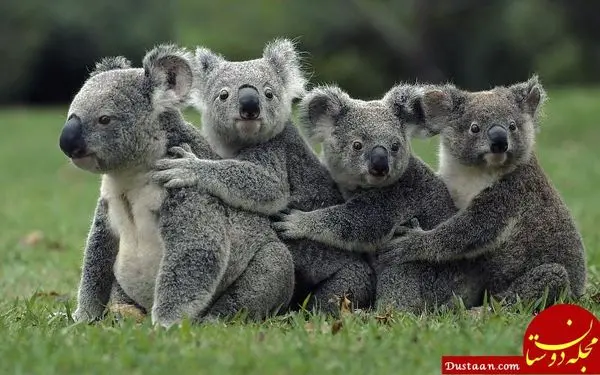 جانوری که مثل انسان اثر انگشت دارد! +عکس