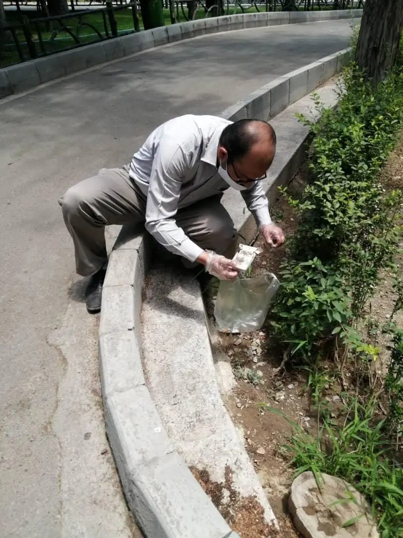 جمع آوری پوکه های سیگار از معابر و بوستان های منطقه 3

