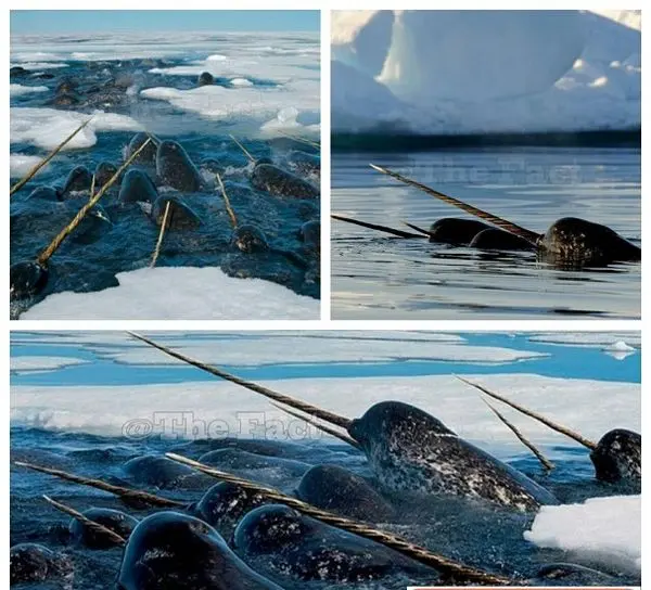 نهنگ شاخ دار در دنیای واقعی+عکس