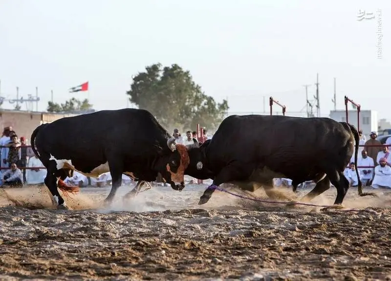 گاوبازی در امارات‎ + عکس