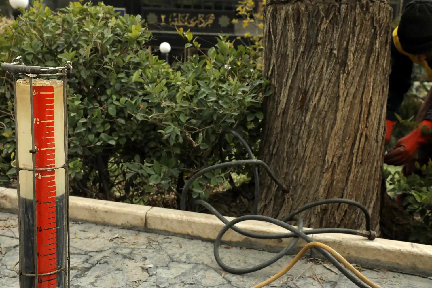 جان بخشی به درختان کهنسال با متدولوژی جدید تزریق تنه 

