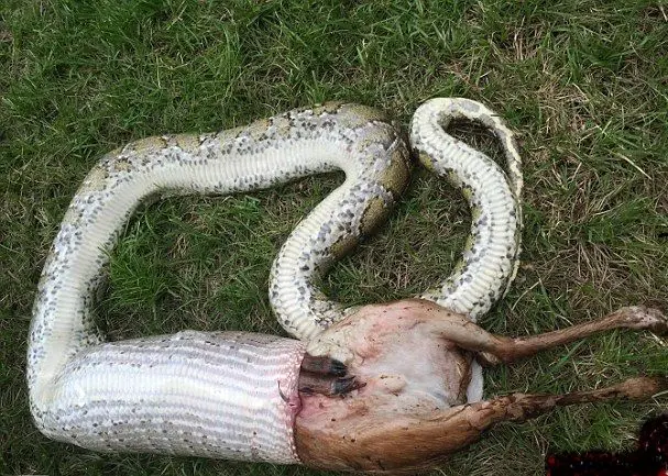 لحظه وحشتناک مردن مار پیتون به دلیل بلعیدن گوزن سنگین وزن+عکس
