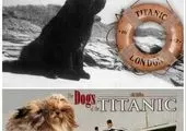 سگهای نجات یافته از حادثه غرق شدن تایتانیک +عکس
