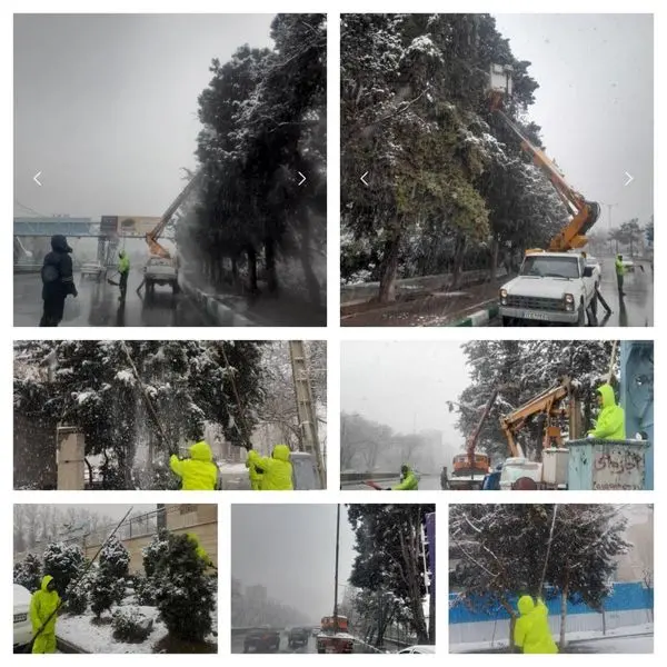 برف تکانی از درختان شمال پایتخت