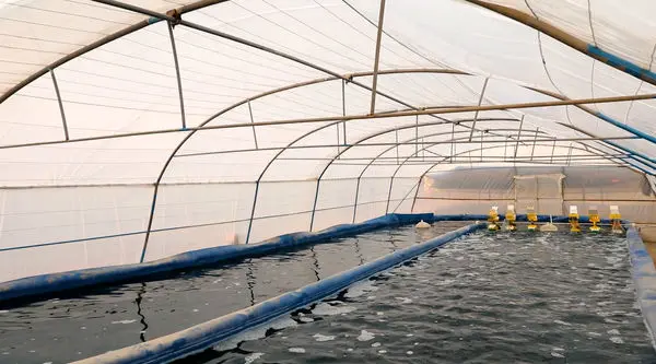 هر آنچه در مورد ریزجلبک اسپیرولینا باید بدانید

