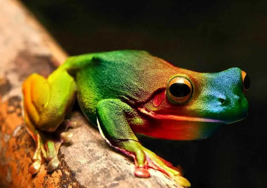 قورباغه رنگین کمانی مقدس در هندوستان!+عکس