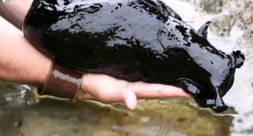 بزرگترین و عجیب ترین حلزون دنیا با رنگی خاص! +عکس