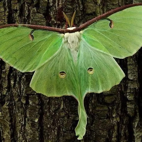 حیوان بی دهانی که فقط یک هفته زنده است!+عکس