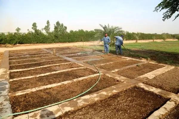 شرکت نفت و گاز کارون پیشرو در توسعه فضای سبز

