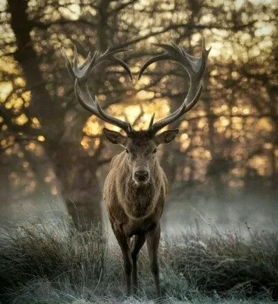 شاخ های قلبی این گوزن همه را به خود جلب کرده است+عکس