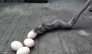 
لقمه بزرگ‌تر از دهان کار دست حیوان وحشی داد + عکس
