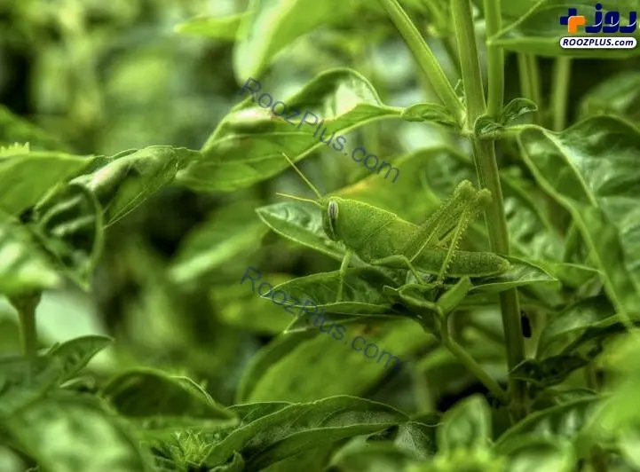 استتار جالب ملخ+عکس