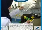 تکذیب انتقال کرونا از طریق آب شرب

