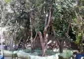 احداث بوستان ۱۵ هزار متری در مسجد مقدس جمکران