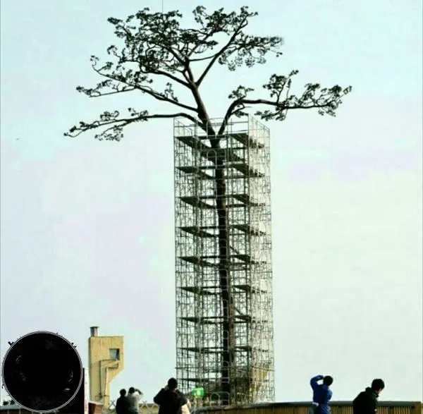 محافظت ویژه از یک درخت+عکس
