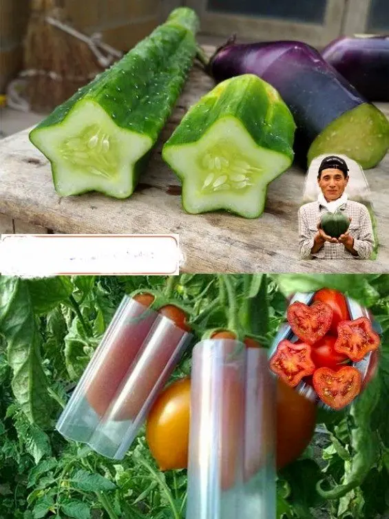 تولید سیفی جات و میوه به شکل قلب و ستاره+عکس