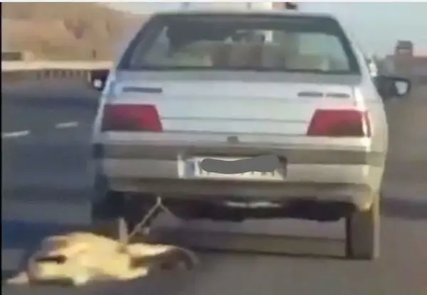 شکنجه بیرحمانه سگ زبان بسته توسط راننده سواری +عکس