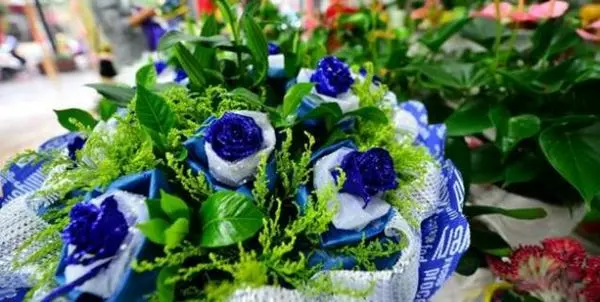 رز آبی رنگ دیده بودید؟! +عکس