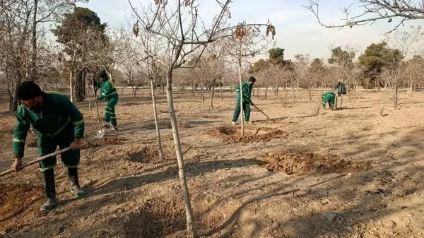 غرس 1000 اصله نهال و  واکاوی حاشیه فضای سبز بزرگراه آزادگان در منطقه 19

