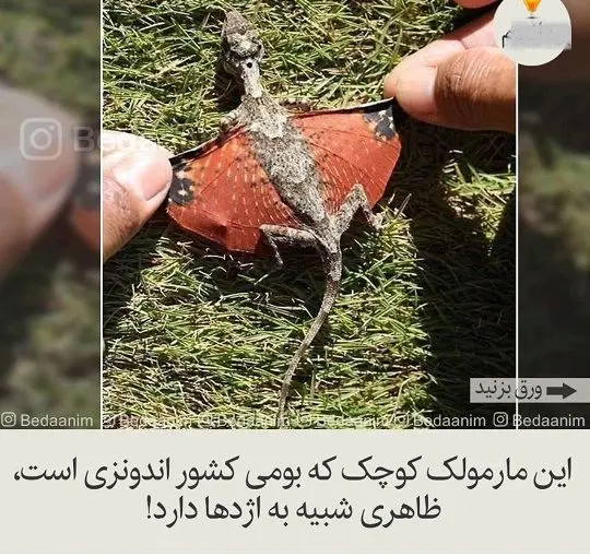 مارمولکی که شبیه اژدهاست+عکس