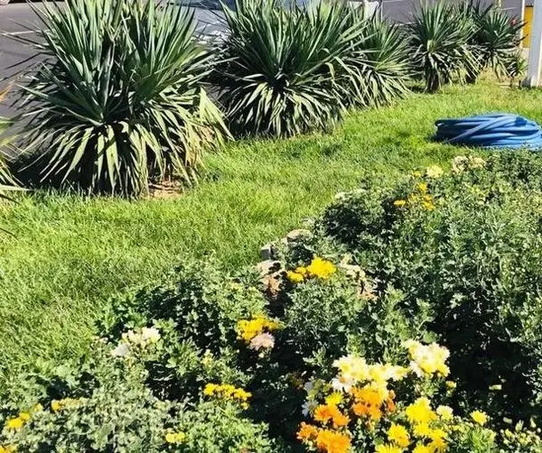 بدنه  بزرگراه شیخ فضل اله  با گل های داودی تزیین شد