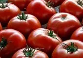 صادرات رب گوجه فرنگی آزاد شد