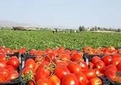 ممنوعیت صادرات گوجه فرنگی زراعی