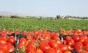 ممنوعیت صادرات گوجه فرنگی زراعی